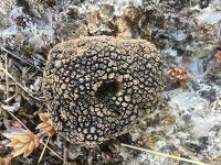 Prva sezona otkako je podnesen zahtjev: Na snazi prijelazna zaštita oznake izvornosti Istarskog bijelog tartufa
