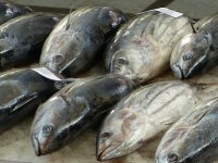 U Japan najviše izvozimo tunu i vina