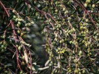 Bovan d.o.o. šampion Noćnjaka za kvalitetu pakovina