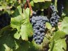MIROSLAV POLOVANEC:”Ove godine ističemo mlada vina – Portugizac i bijela međimurska”