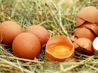 Kako uvjeti držanja koka nesilica određuju kvalitetu jaja