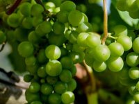 U selu gdje lozu griju 'dva sunca' smještena je vinarija Šijački: "Kod nas je uvijek veselo"