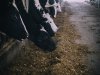 Isplata potpora za junice u iznosu od 65 milijuna kuna krajem prosinca