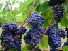 Vinogradari iz Pojezerja u problemima, Neretvani trgaju za vlastite potrebe
