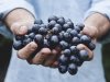 Vrućine požurile berbu grožđa: Vinogradari brane urod od žege i ptica