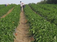 Veliki preokret: Nema brisanja zemljišta iz ARKOD-a