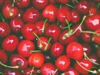 Na plantaži LiIa uvjereni kako će kombinacijom nasada višanja i lijeske uspješno opstati