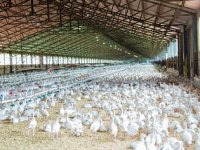 Ukrajinski peradarski gigant širi proizvodnju: Nova farma vrijedna 15 milijuna eura