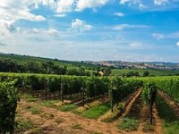 Šarengradsko vino putuje u Ameriku