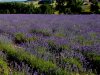 Povezuju proizvodnju ljekovitog bilja s turizmom, obitelj Dijaković otvara Lavander Hills