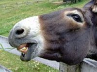 Mlada povratnička obitelj uživa u svom malom zoološkom vrtu na otoku Rabu