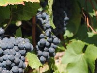 Tuča uništila trećinu pošipa, vinari u strahu za oporavak loze
