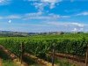 Mladen Anić krči cabernet sauvignon da bi posadio autohtonu svrdlovinu