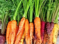 Emanuel Pintarić besplatno dijeli mrkvu i krumpir: Zdravo je, ali nije dovoljno lijepo za trgovine