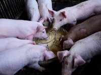 Za vlastitu potrošnju i u svom dvorištu moći će se zaklati najviše 15 životinja godišnje?