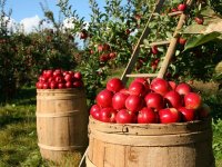 Voćari Crovite: Tla su kisela, a voćke teško usvajaju fosfor i kalij