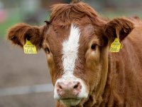 Natura Beef planira udvostručiti proizvodnju eko mesa