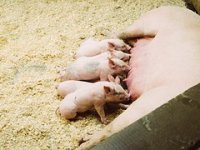 Zbog Rusije hrvatsko svinjogojstvo na koljenima?