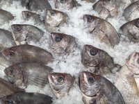 Cromaris otvorio jedno od najvećih europskih mrijestilišta u Ninu vrijedno 130 milijuna kuna