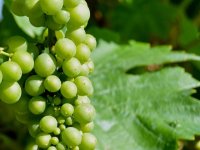 Vrhunska vinarija iz Slavonije u ekspanziji, izbacuju brašno, ulje, kozmetiku od grožđa: ‘Ovo nam bez njih ne bi uspjelo‘