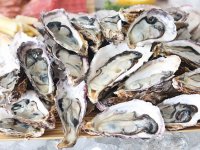 Školjkama iz Malostonskog zaljeva Pelješki most otvorio je put