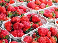 Počela berba vrgoračkih jagoda, a berači pobjegli u Makarsku