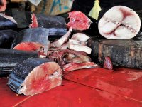 Vrhunski chef spravljat će delicije od jadranske tune za prestižnu svjetsku klijentelu